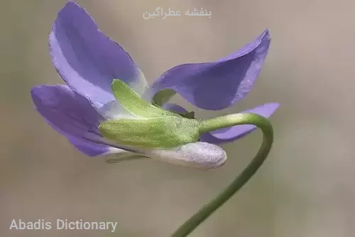 بنفشه عطراگین